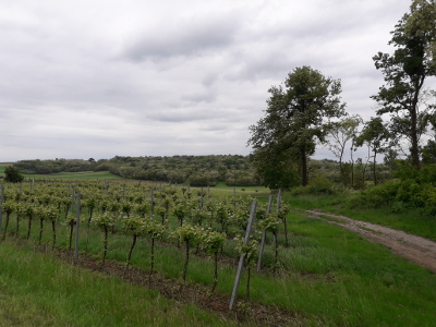 Grüner Ring um Wien